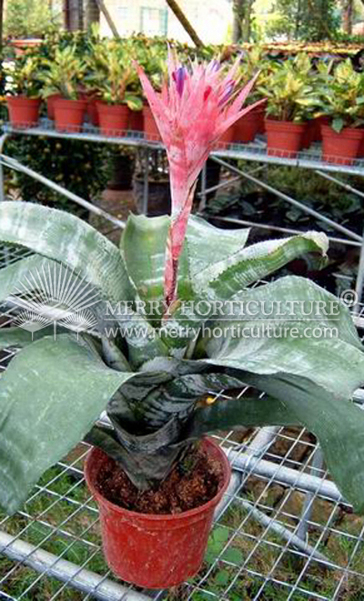 Aechmea chantinii